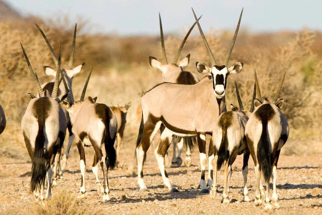 Tutwa Desert Lodge Augrabies Eksteriør billede