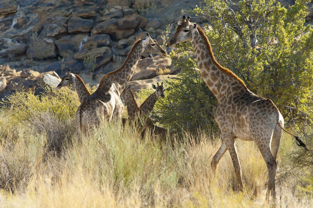 Tutwa Desert Lodge Augrabies Eksteriør billede