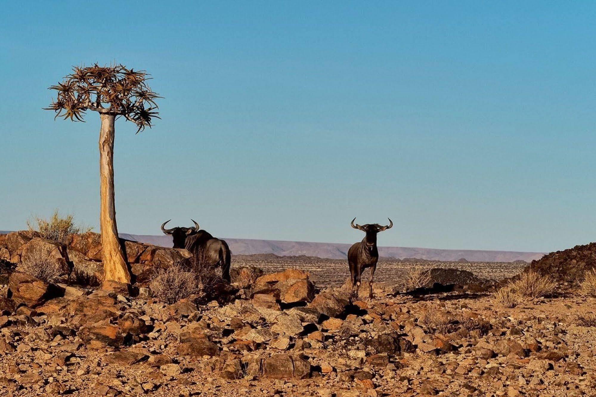 Tutwa Desert Lodge Augrabies Eksteriør billede