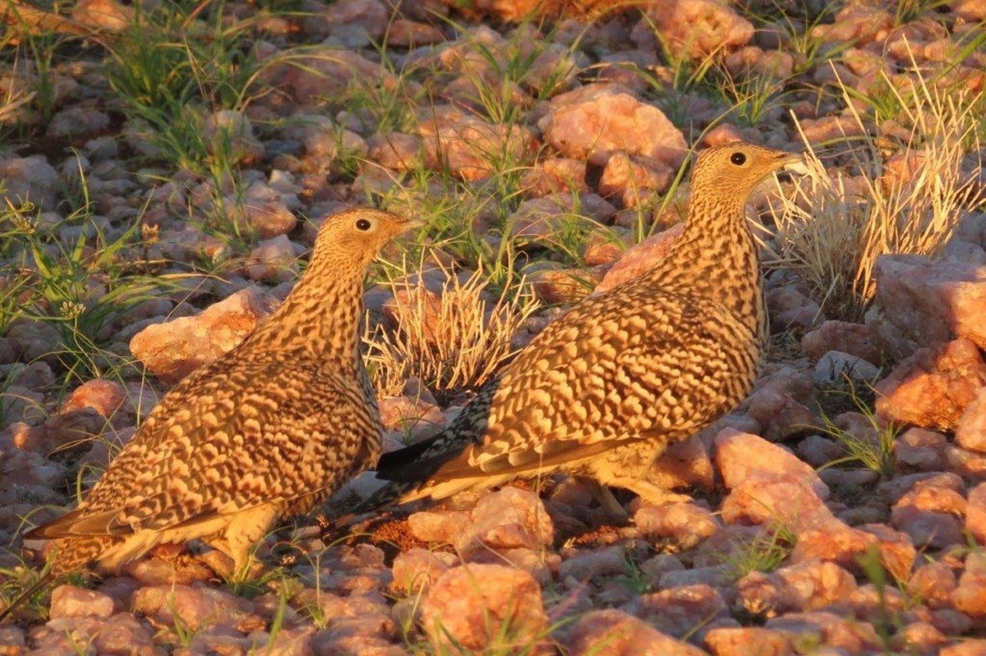 Tutwa Desert Lodge Augrabies Eksteriør billede
