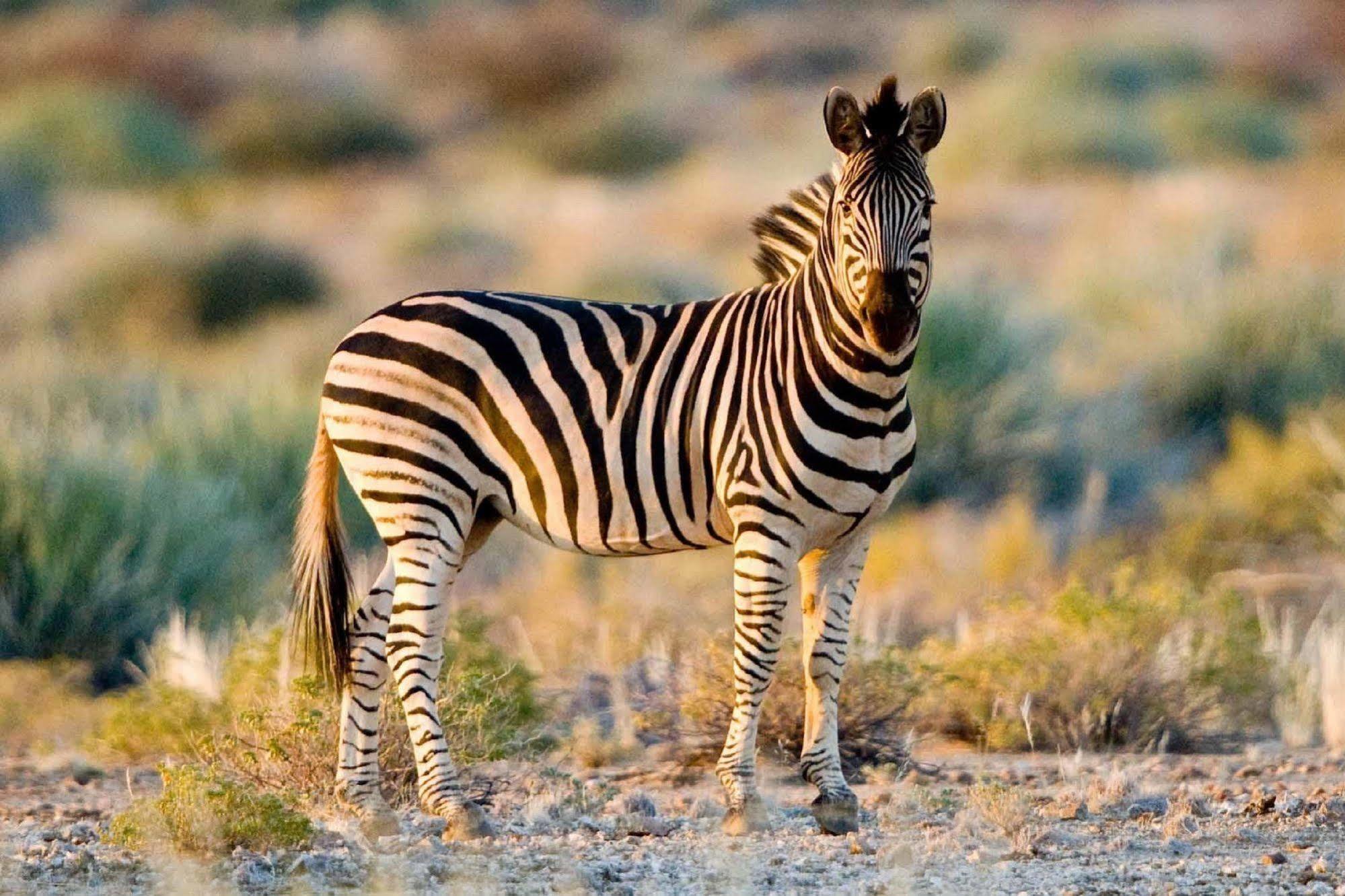 Tutwa Desert Lodge Augrabies Eksteriør billede